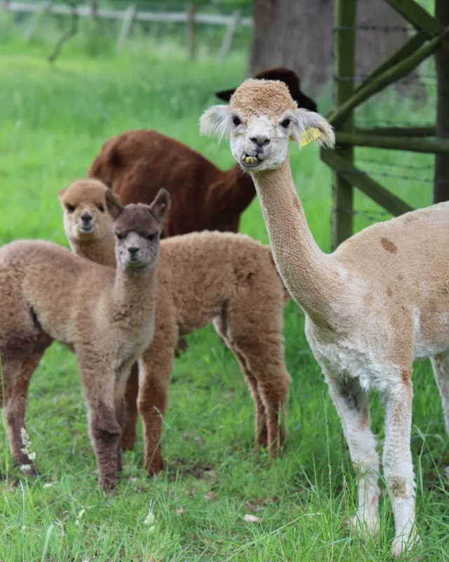Meet our newest recruits: Andora, Embla, Tyra, and Oda the alpacas! The two mothers and their adorable crias joined us at Althorp at the start of June and are already settling in beautifully.
